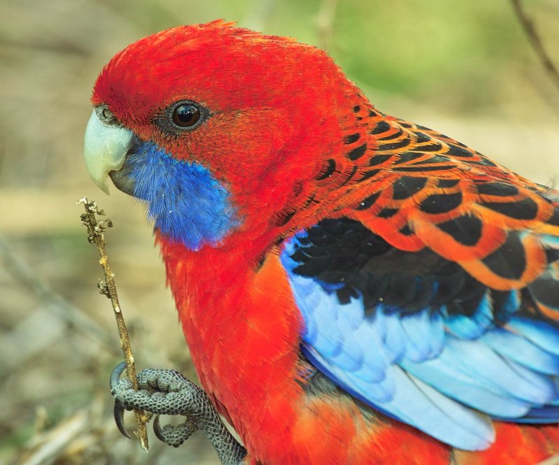 Crimson Rosella