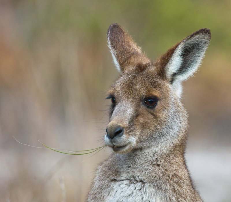 Skippy
