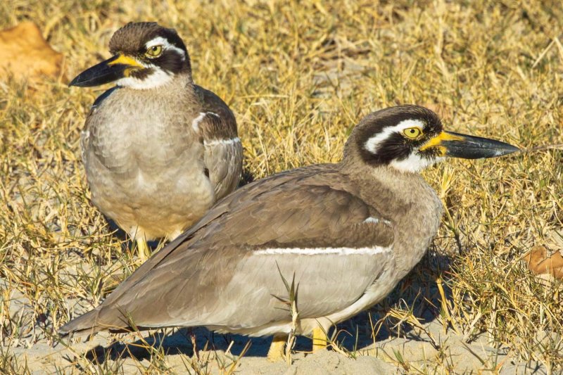 Beach Stone Curlews