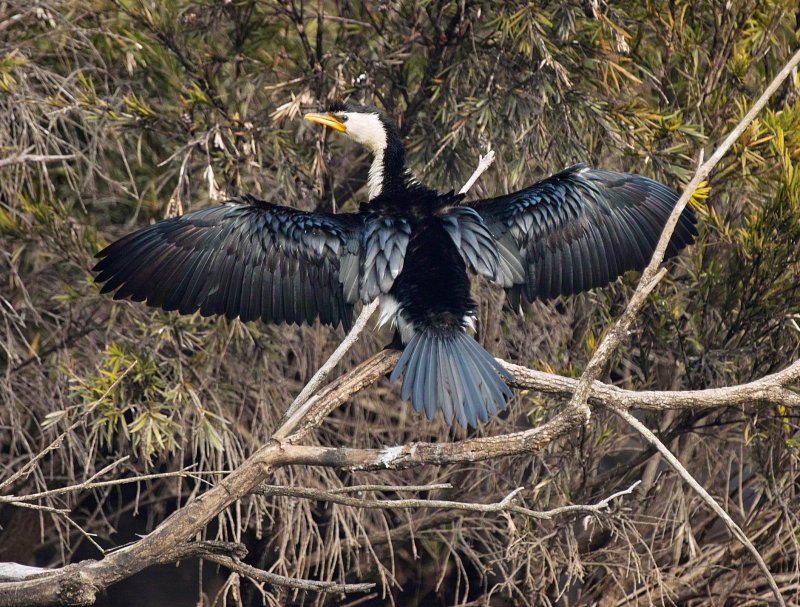 Little Pied Cormorant Drying Wings