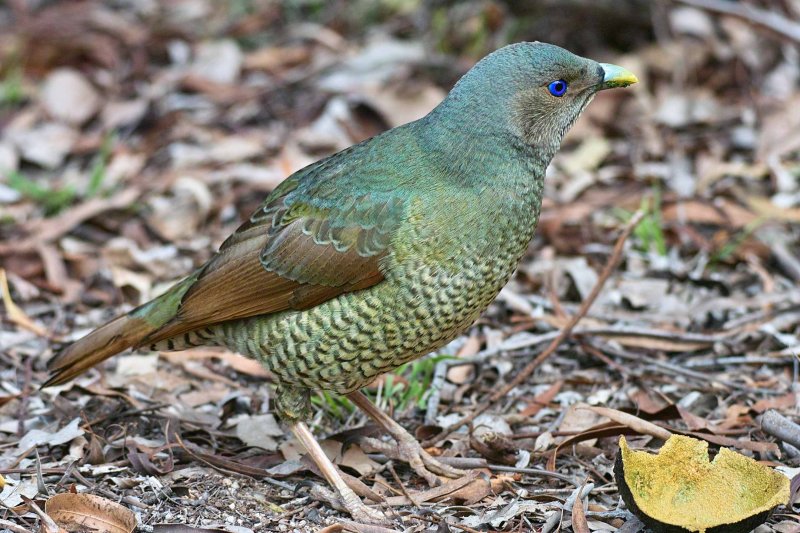 Satin Bowerbird Female
