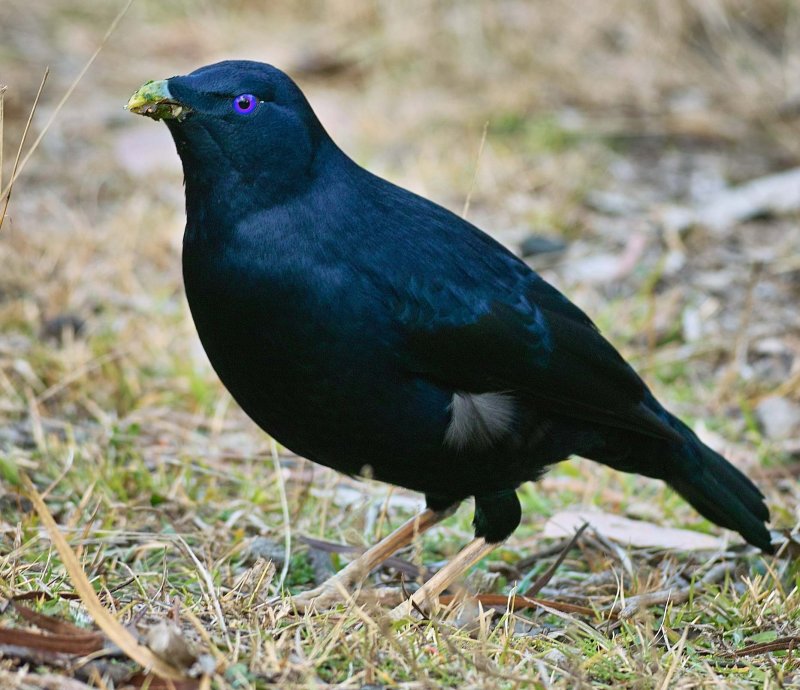Satin Bowerbird Male