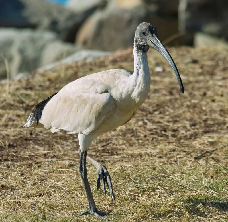 Australian White Ibis
