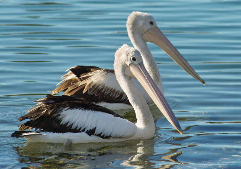 Australian Pelicans
