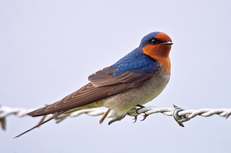 Welcome Swallow