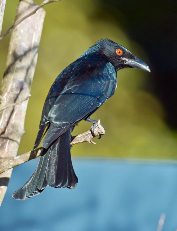 Spangled  Drongo