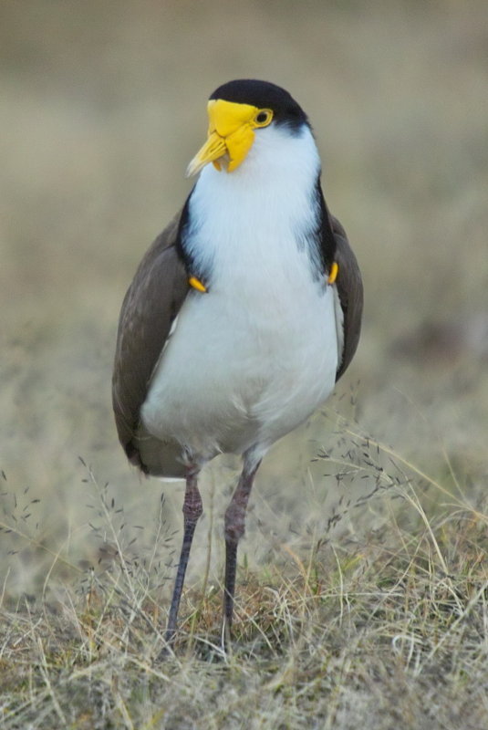Spur Winged Plover