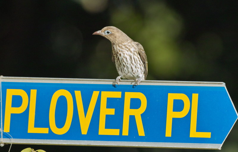 Female Fig Bird