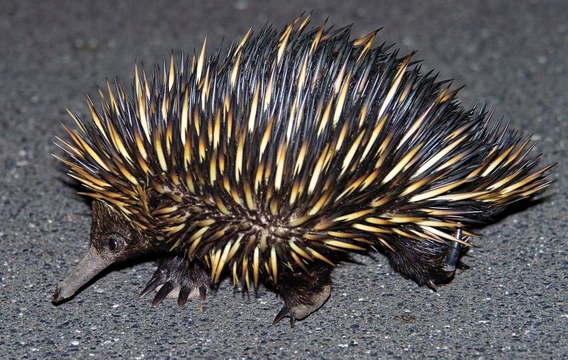 Echidna