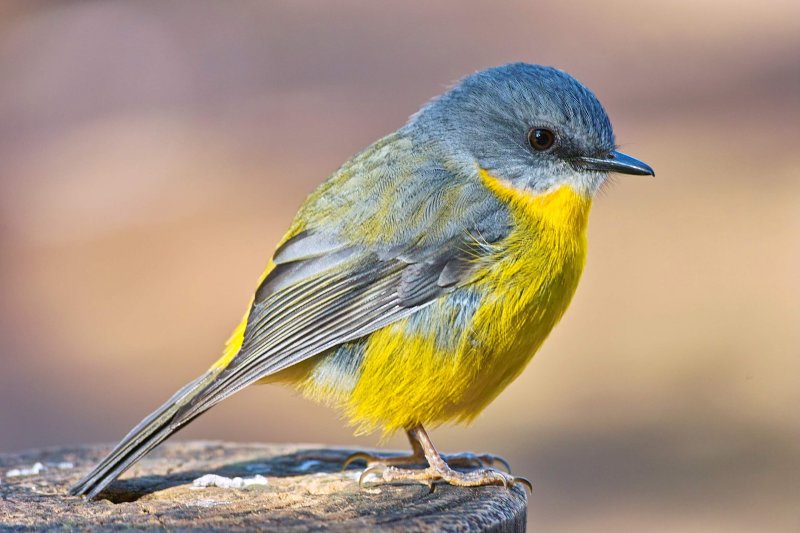 Eastern Yellow Robin