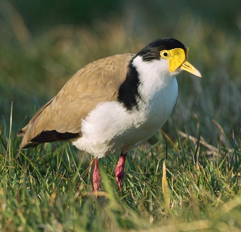 Spur Wing Plover