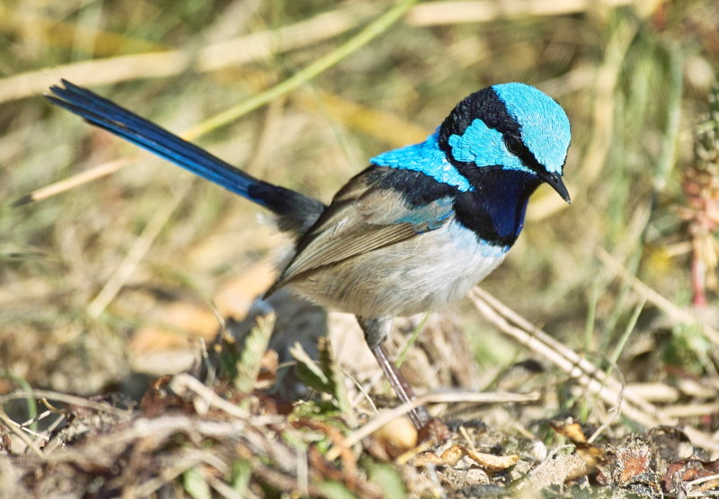 Superb Blue Fairy Wren - Male