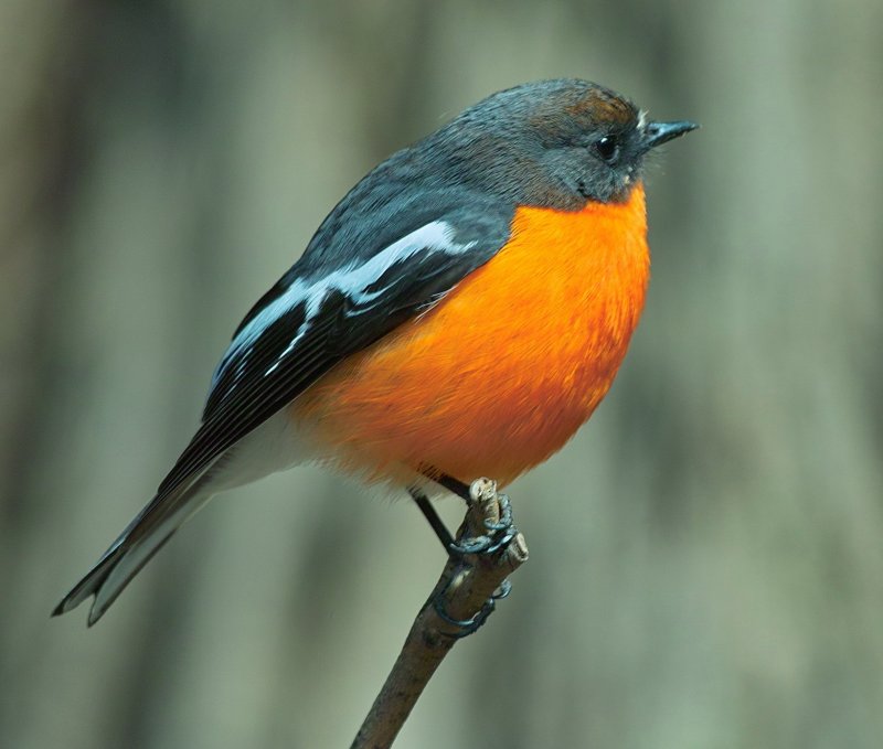 Flame Robin