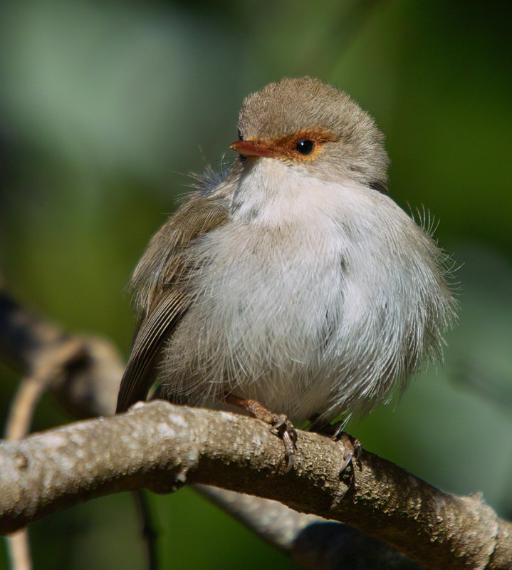 Fairy Wren Female