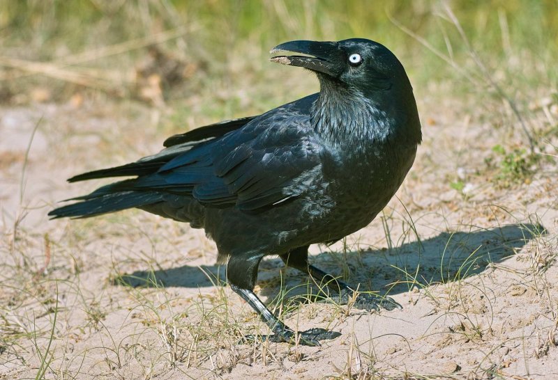 Crow