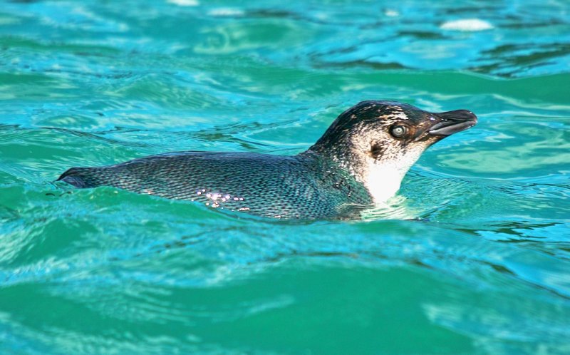 Little Blue Penguin