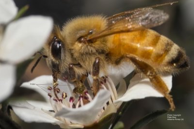 Bee Collecting Nectar From L. scoparium (manuka) Flower Showing Pollen.