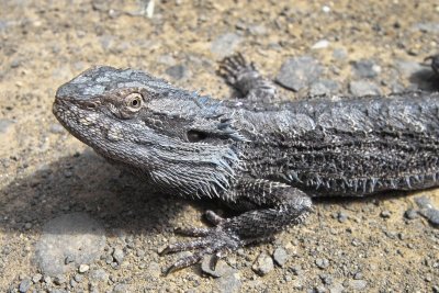 Bearded Dragon