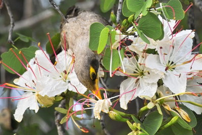 Yellow-throated miner