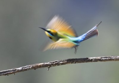 Rainbow Flight