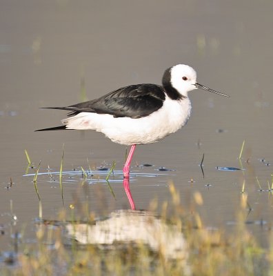 Pied Stilt