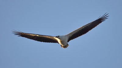 Sea Eagle