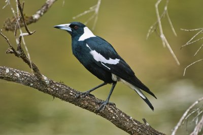 Black Backed Magpie