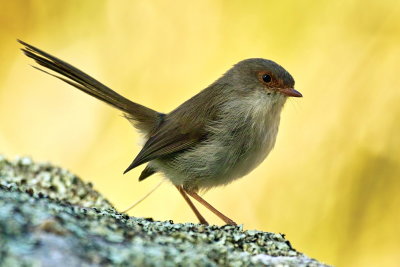 Superb Fairy Wren Female