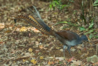 Lyre Bird - Washpool National Park