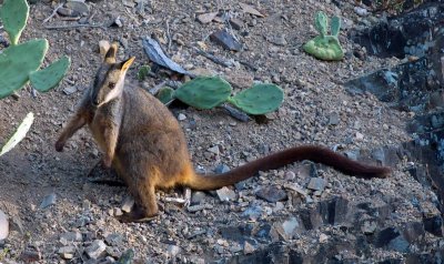 A Very Long Tail! - Rock Wallaby