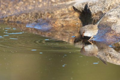 Wren Reflection