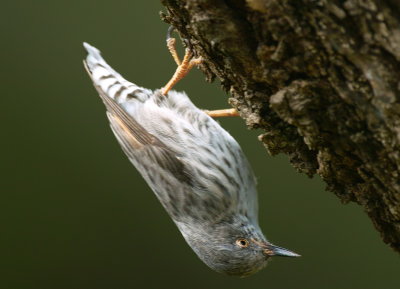 Tree Creeper