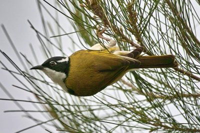 White Throated Honeyeater