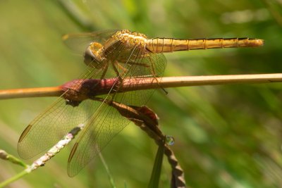 Dragon Fly