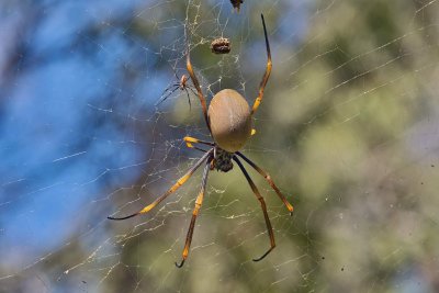 Golden Orbwebb Spider