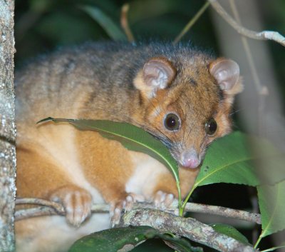 Ring Tailed Possum