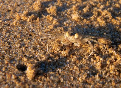 Ghost Crab