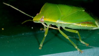 Green Bug