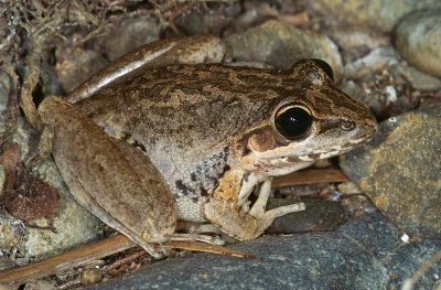 Freycinet's Frog - Clarence River