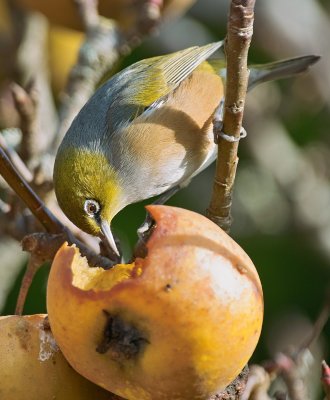 Waxeye eating an Apple