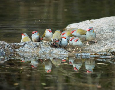 Red Browed Finches Bathing