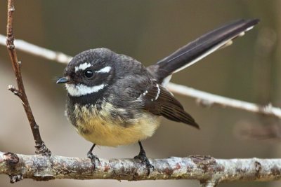 Grey Fantail