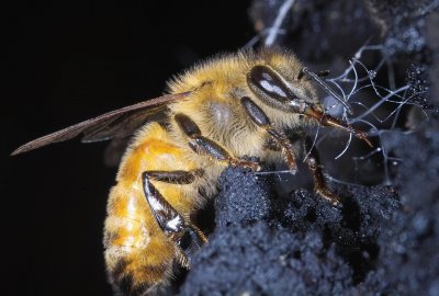 Bee Collecting Honeydew 2