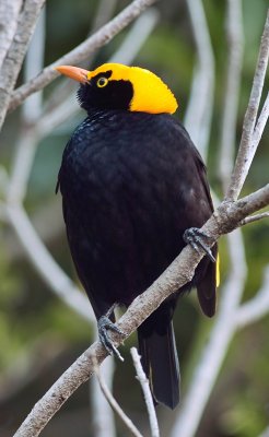 Regent Bower Bird - Male