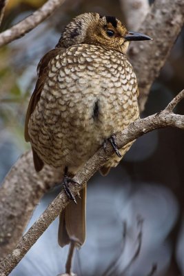 Regent Bower Bird - Female
