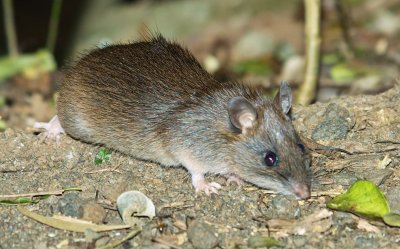 Bush Rat - (Rattus fuscipes)