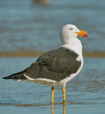 Pacific Gull