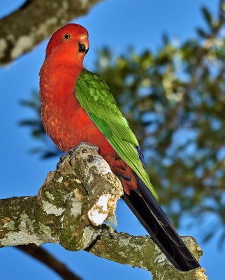 King Parrot Male