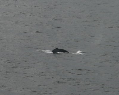 Whale.JPG