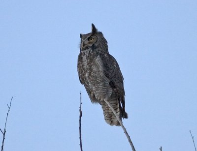 Owl, Douglas, AZ, 2008